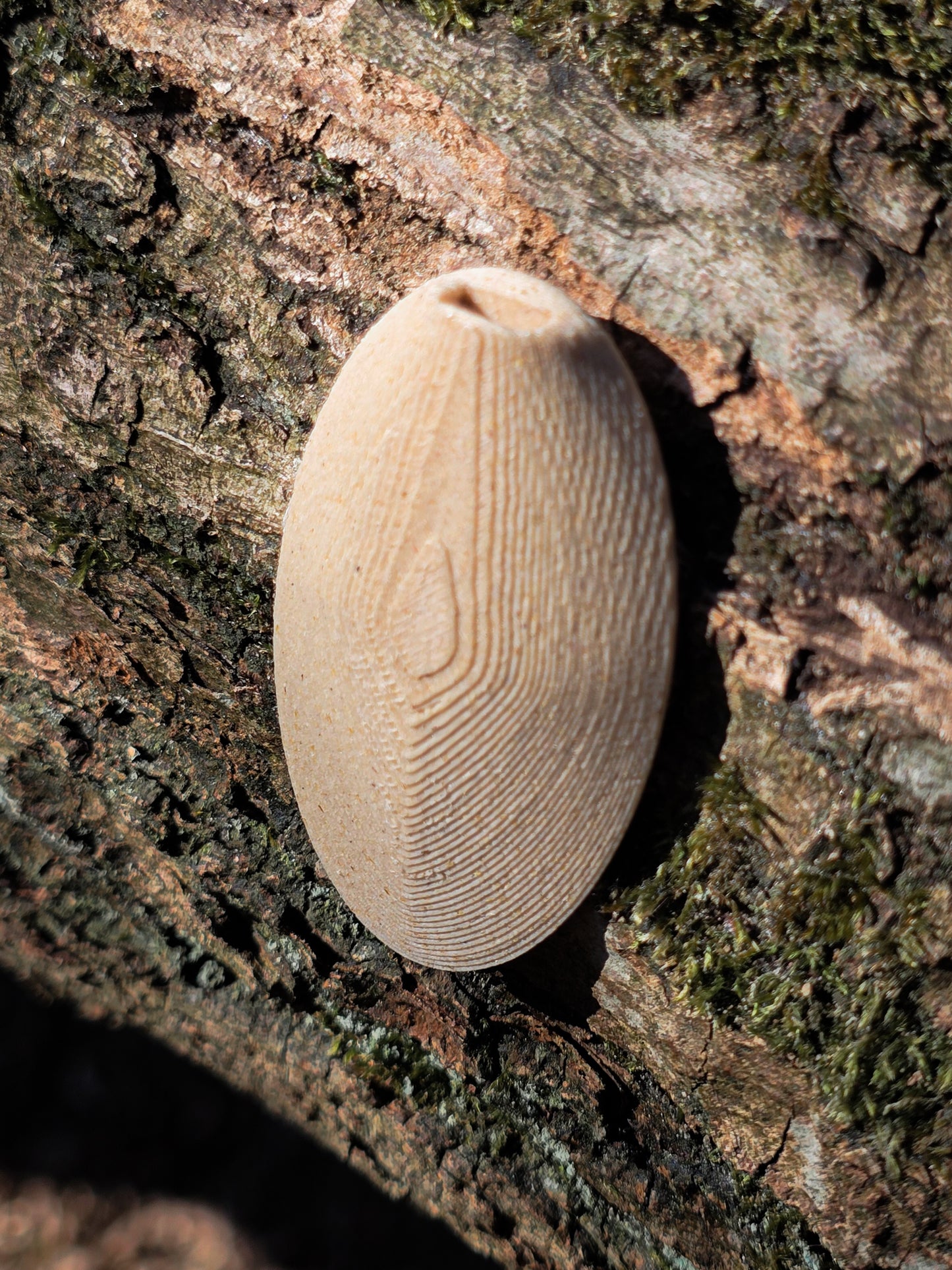 Houders geboortebloem